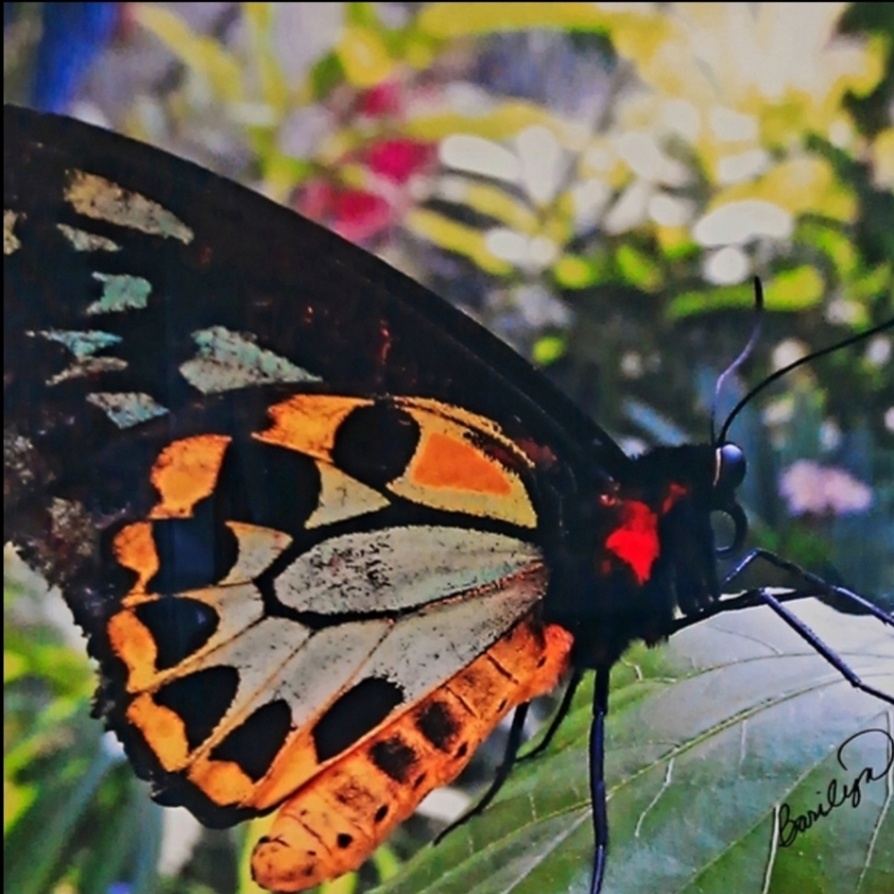 PHOTOGRAPHY ARTWORK BY BARILYN